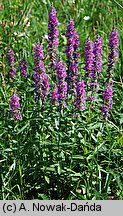 Lythrum salicaria (krwawnica pospolita)