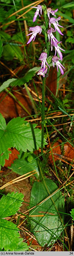 Neottianthe cucullata (kukuczka kapturkowata)