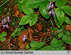 Neottianthe cucullata (kukuczka kapturkowata)