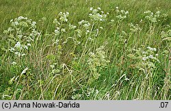 Ostericum palustre (starodub łąkowy)