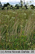 Ostericum palustre (starodub łąkowy)