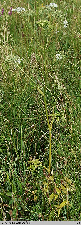 Ostericum palustre (starodub łąkowy)