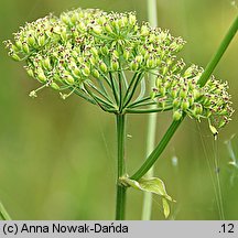 Ostericum palustre (starodub łąkowy)