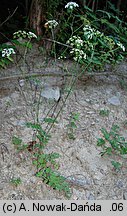 Pimpinella saxifraga ssp. saxifraga (biedrzeniec mniejszy typowy)