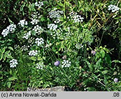 Pimpinella saxifraga ssp. saxifraga (biedrzeniec mniejszy typowy)