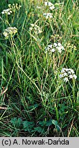 Pimpinella saxifraga ssp. saxifraga (biedrzeniec mniejszy typowy)