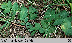 Pimpinella saxifraga ssp. saxifraga (biedrzeniec mniejszy typowy)