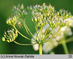 Pimpinella saxifraga ssp. saxifraga (biedrzeniec mniejszy typowy)