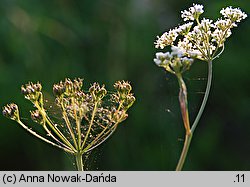 Pimpinella saxifraga ssp. saxifraga (biedrzeniec mniejszy typowy)