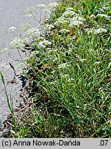 Pimpinella saxifraga ssp. saxifraga (biedrzeniec mniejszy typowy)