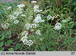 Pimpinella saxifraga ssp. saxifraga (biedrzeniec mniejszy typowy)