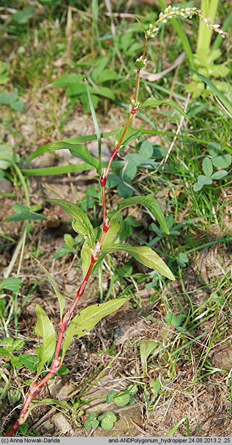 Polygonum hydropiper (rdest ostrogorzki)