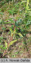 Polygonum hydropiper (rdest ostrogorzki)