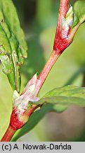 Polygonum hydropiper (rdest ostrogorzki)