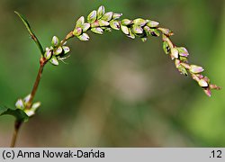 Polygonum hydropiper (rdest ostrogorzki)