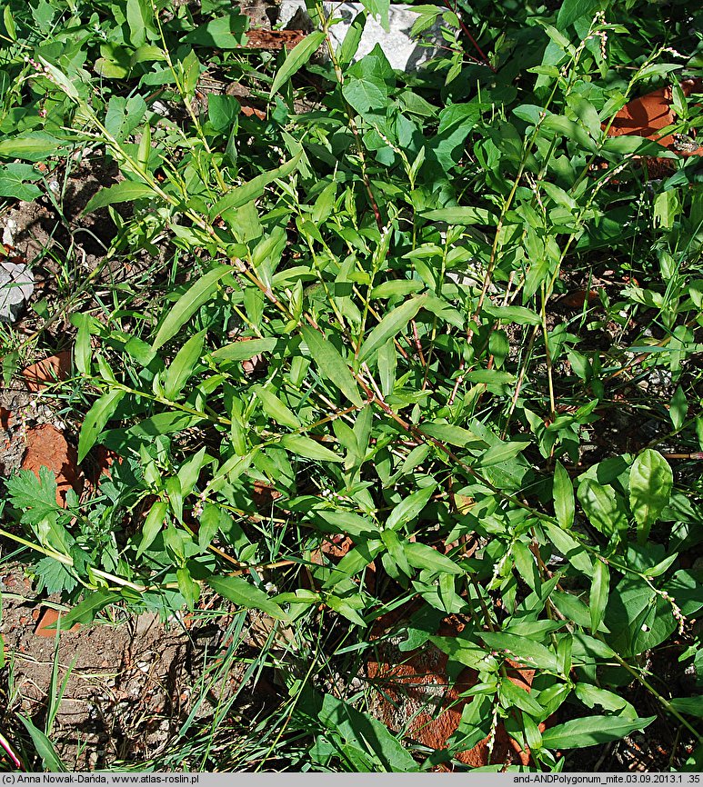 Polygonum mite (rdest łagodny)