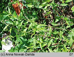 Polygonum mite (rdest łagodny)