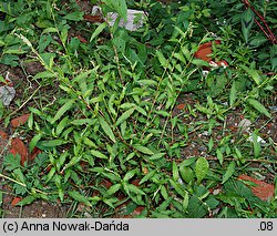 Polygonum mite (rdest łagodny)