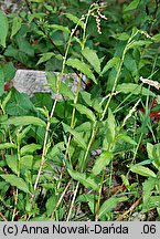 Polygonum mite (rdest łagodny)