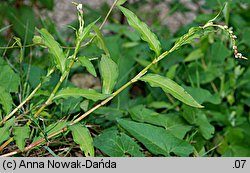 Polygonum mite (rdest łagodny)