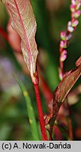 Polygonum mite (rdest łagodny)