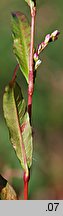 Polygonum mite (rdest łagodny)