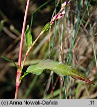 Polygonum mite (rdest łagodny)