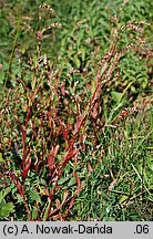 Polygonum mite (rdest łagodny)