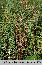 Polygonum mite (rdest łagodny)