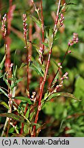 Polygonum mite (rdest łagodny)