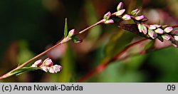 Polygonum mite (rdest łagodny)