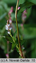 Polygonum mite (rdest łagodny)