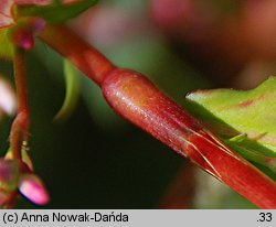 Polygonum mite (rdest łagodny)