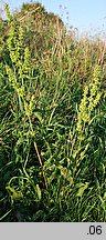 Rumex crispus (szczaw kędzierzawy)