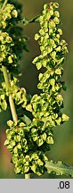 Rumex crispus (szczaw kędzierzawy)