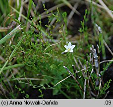 Sagina nodosa (karmnik kolankowaty)