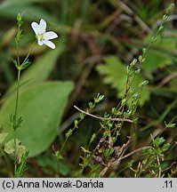 Sagina nodosa (karmnik kolankowaty)