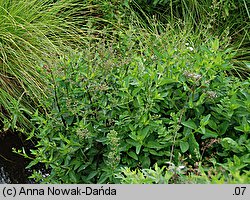 Scrophularia umbrosa (trędownik skrzydlaty)