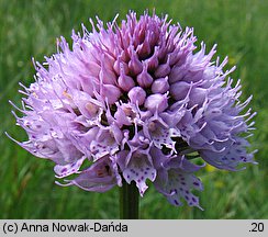 Traunsteinera globosa (storczyca kulista)