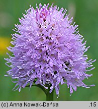 Traunsteinera globosa (storczyca kulista)