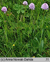 Traunsteinera globosa (storczyca kulista)