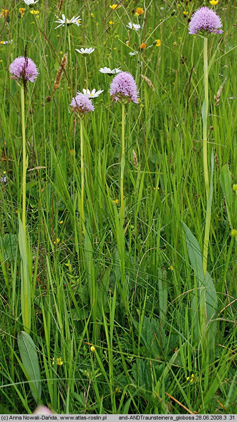 Traunsteinera globosa (storczyca kulista)