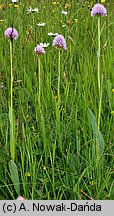 Traunsteinera globosa (storczyca kulista)