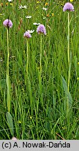 Traunsteinera globosa (storczyca kulista)