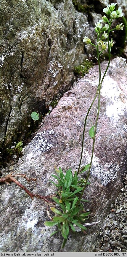 Draba siliquosa (głodek karyntyjski)