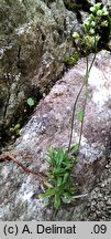 Draba siliquosa (głodek karyntyjski)