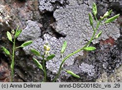 Draba siliquosa (głodek karyntyjski)