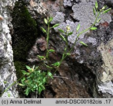 Draba siliquosa (głodek karyntyjski)