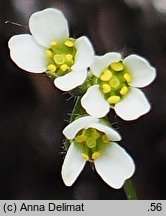 Draba siliquosa (głodek karyntyjski)