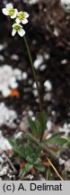 Draba siliquosa (głodek karyntyjski)